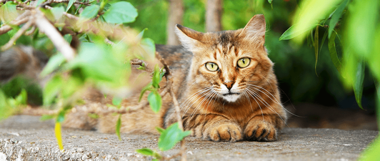 chat promenade